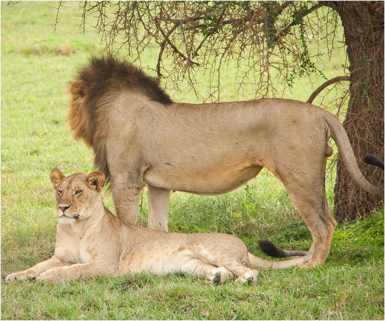 Best Time to Visit Kenya and Tanzania for a Safari (Month-by-Month Guide)
