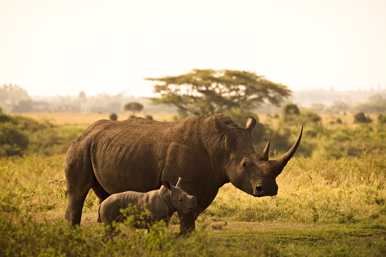 Kenya vs Tanzania Safari: Which One Should You Choose?
