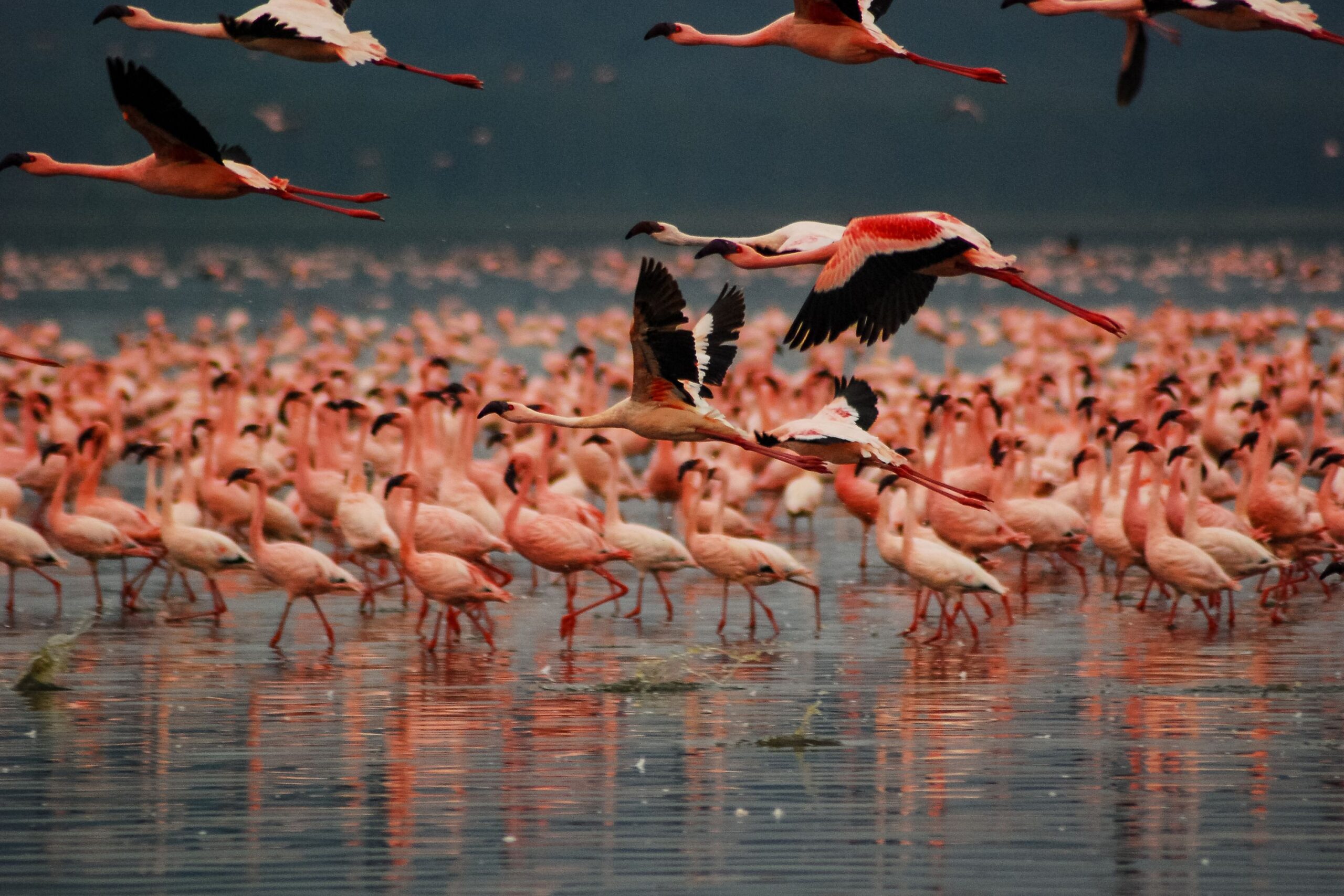 Lake Nakuru National Park