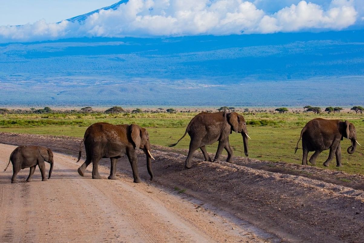 3 Days Amboseli National Park