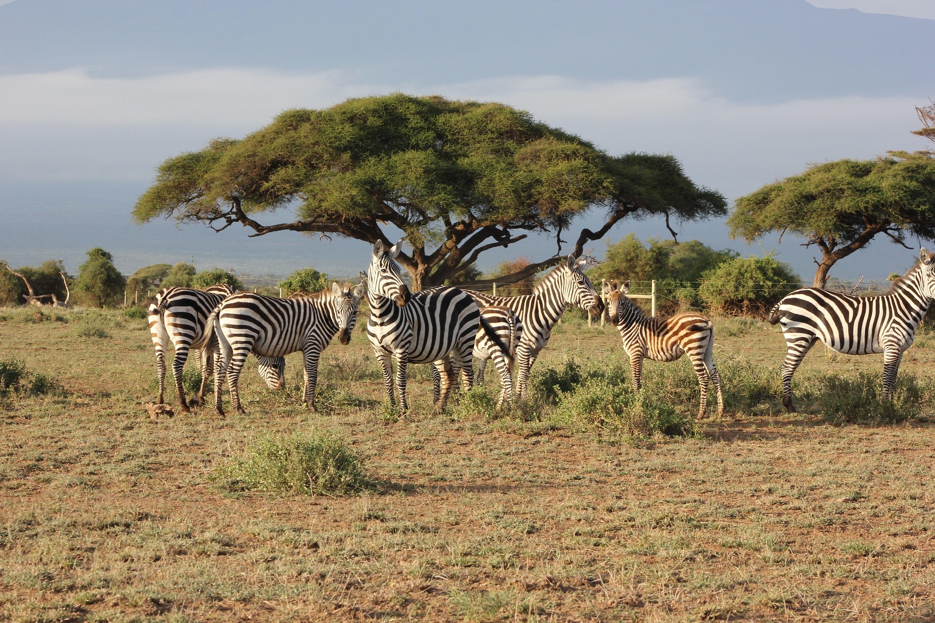 6 Day Masai Mara Lake Naivasha and Amboseli Safari Experience