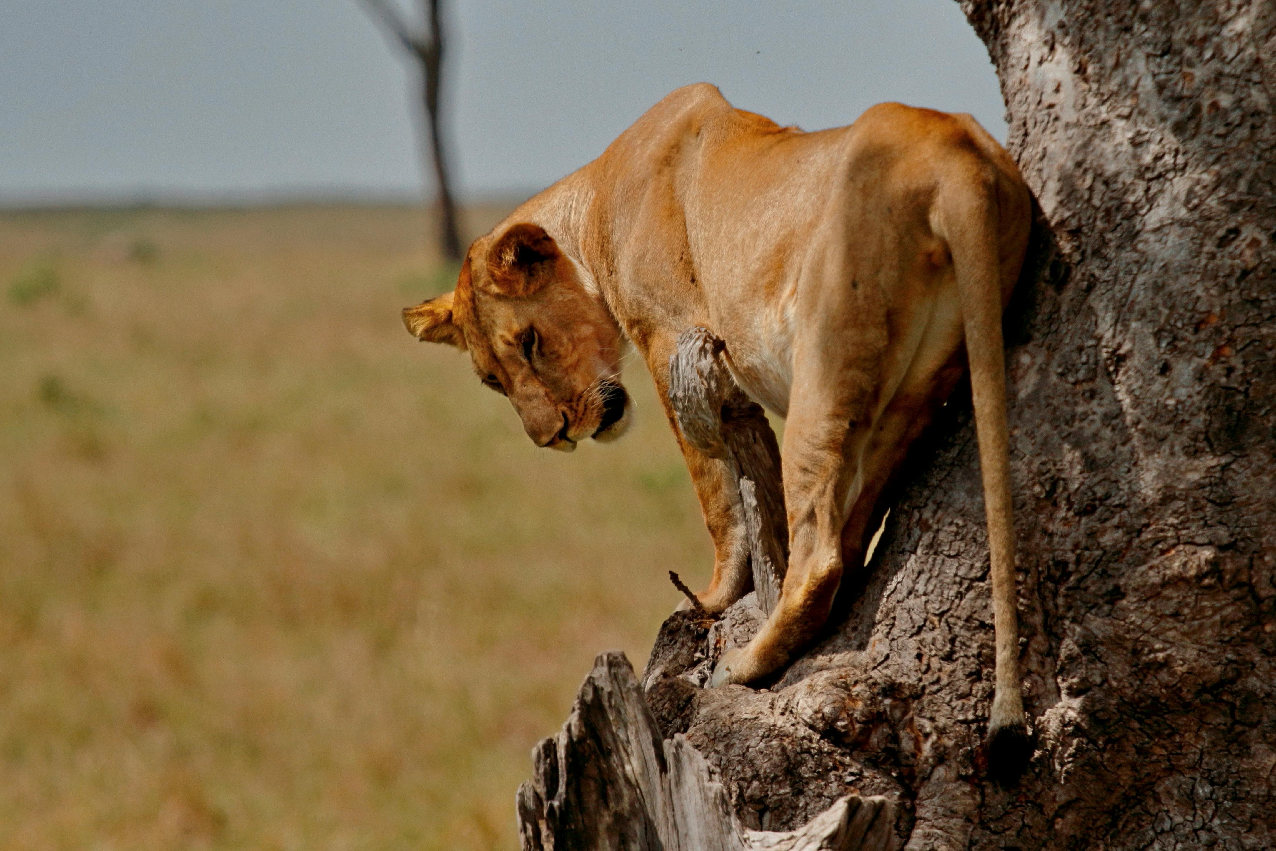 2 Days Masai mara National Reserve