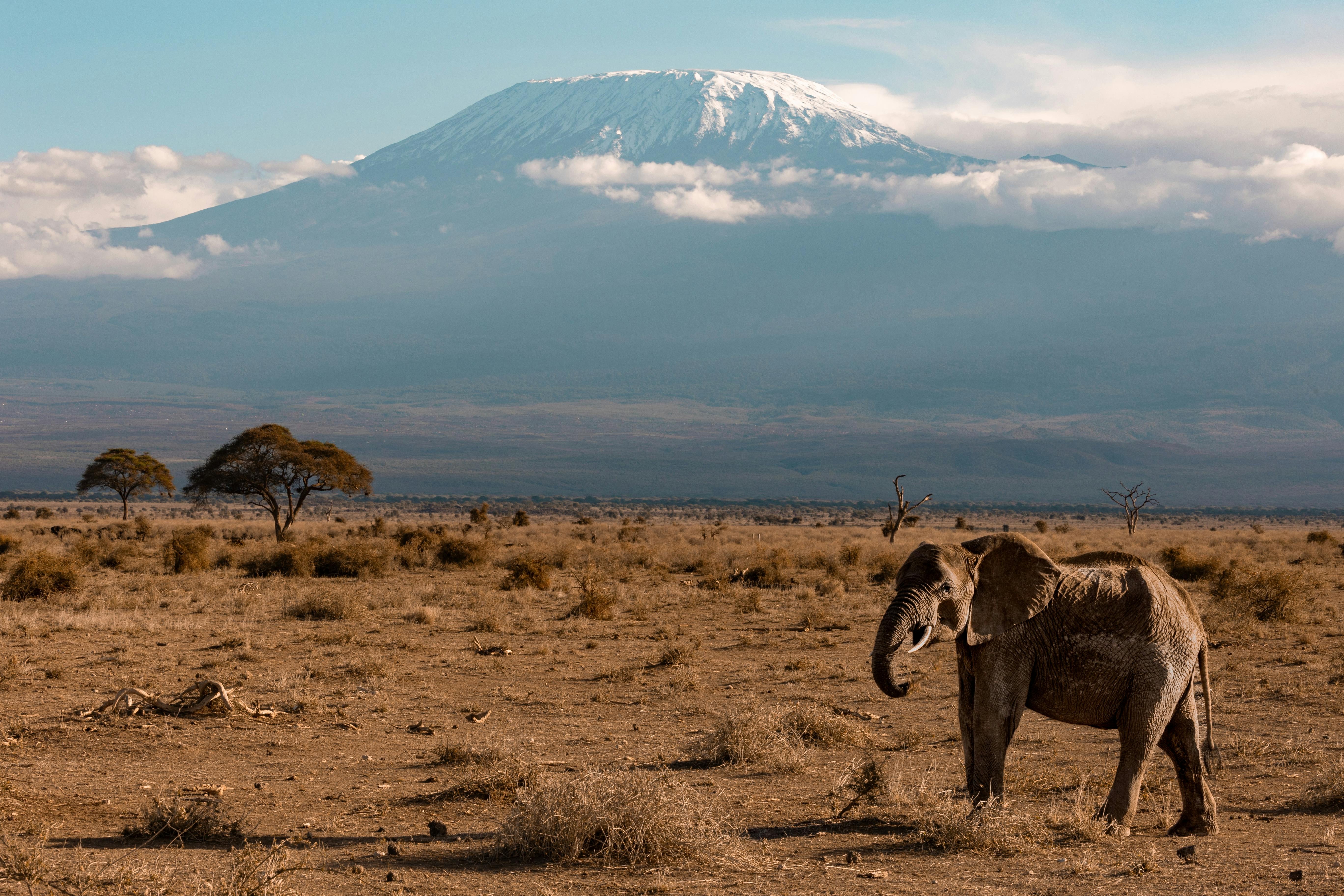 6-Day Amboseli, Tsavo West Wilderness Safari