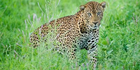 12-Day Ultimate Kenya Wildlife Safari