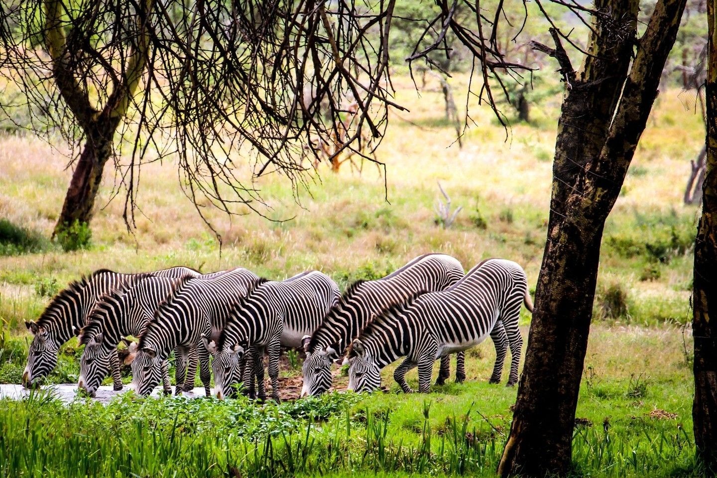 5-Day Luxurious Mara, Nakuru, Naivasha and Hells Gate Tour