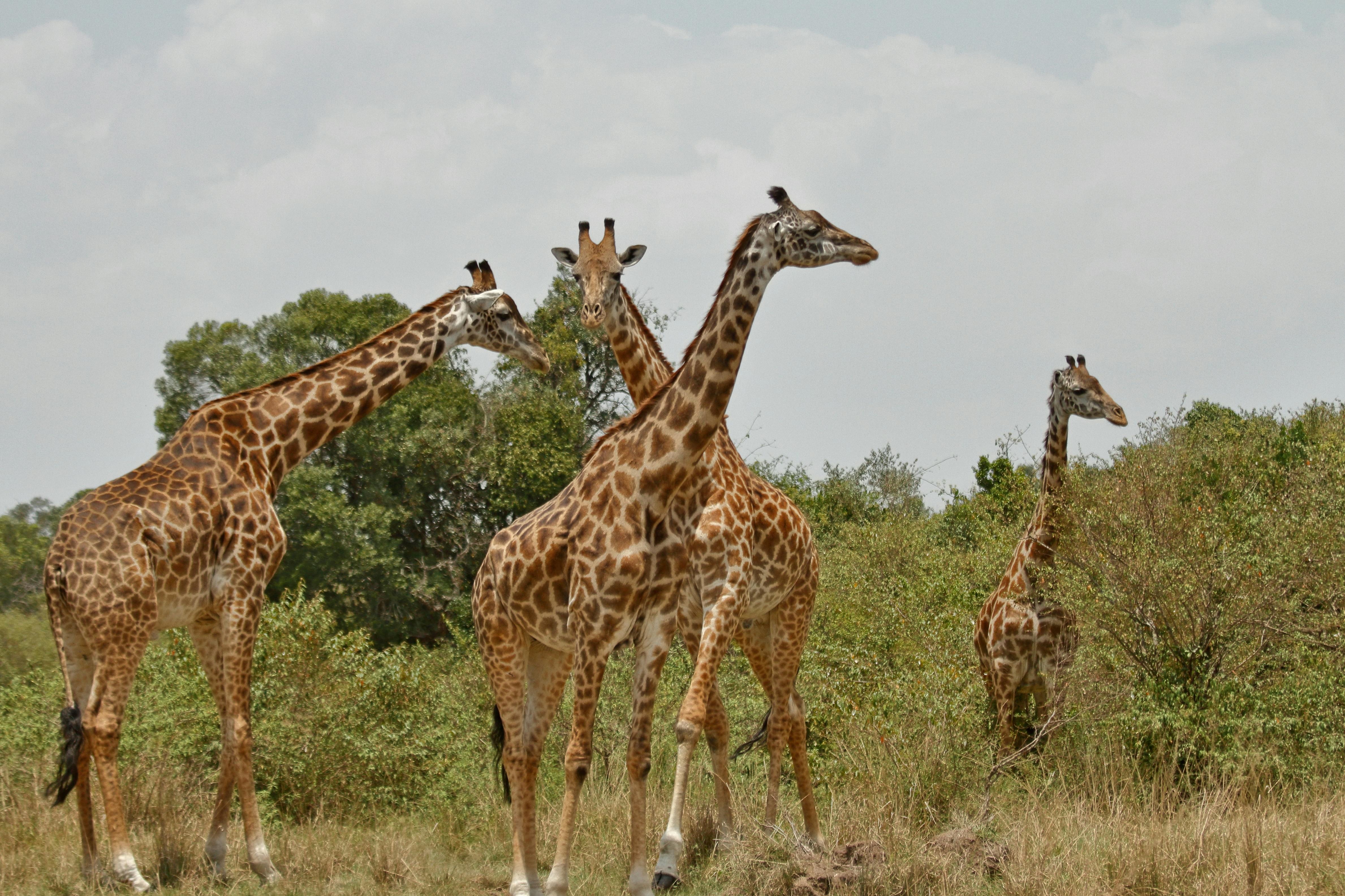 7-Day Kenya Classic Mid-Range Safari