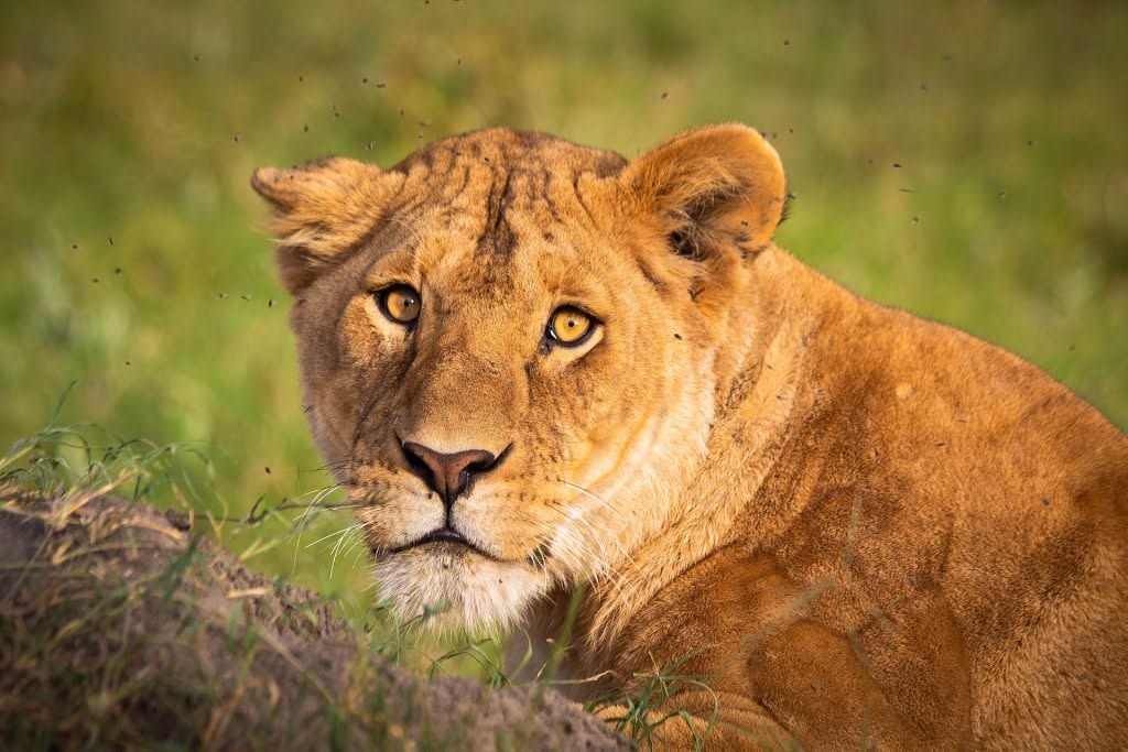 8-Day Kenya Safari and Diani Beach Getaway