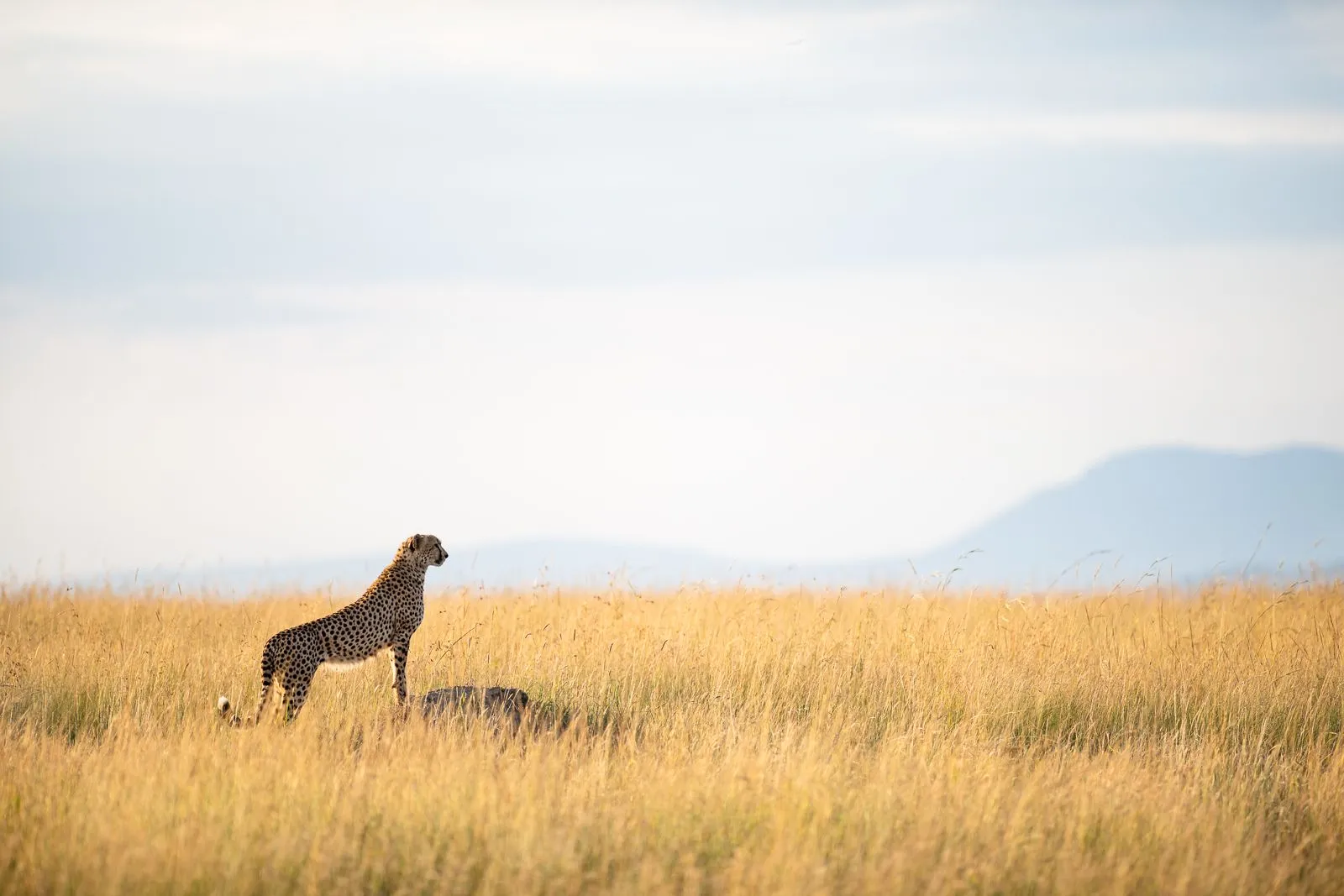 9-Day Complete Kenya Safari — All Major Parks