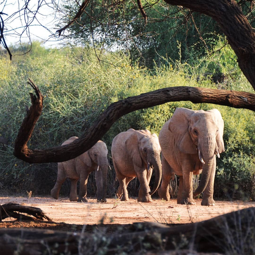 10-Day Kenya Comprehensive Mid-Range Safari