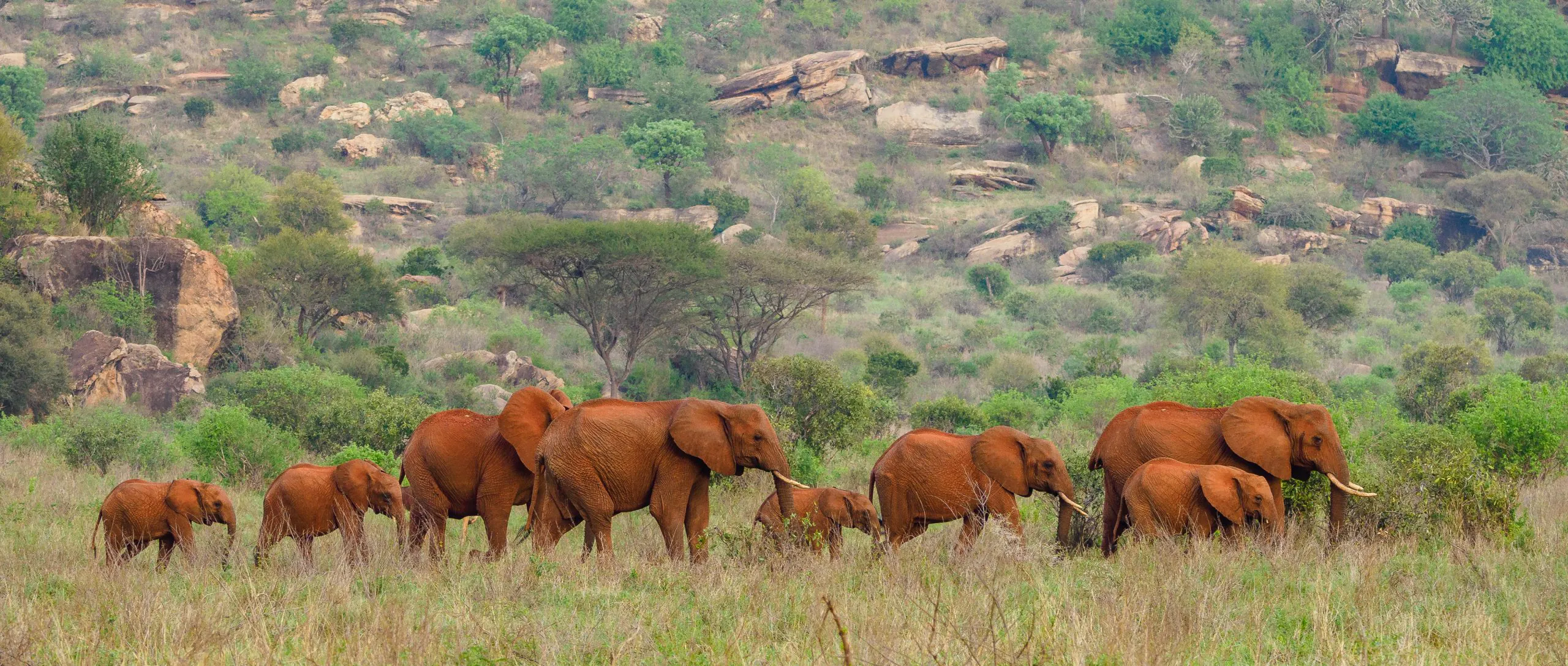 5-Day Amboseli &amp; Tsavo Budget Safari
