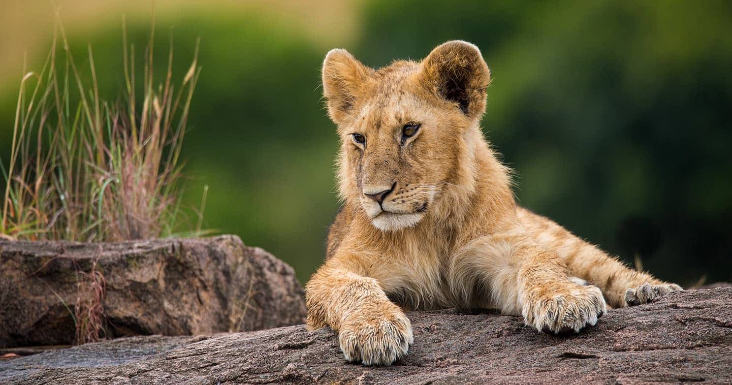 5-Day Stunning Adventure Luxury Safari Kenya
