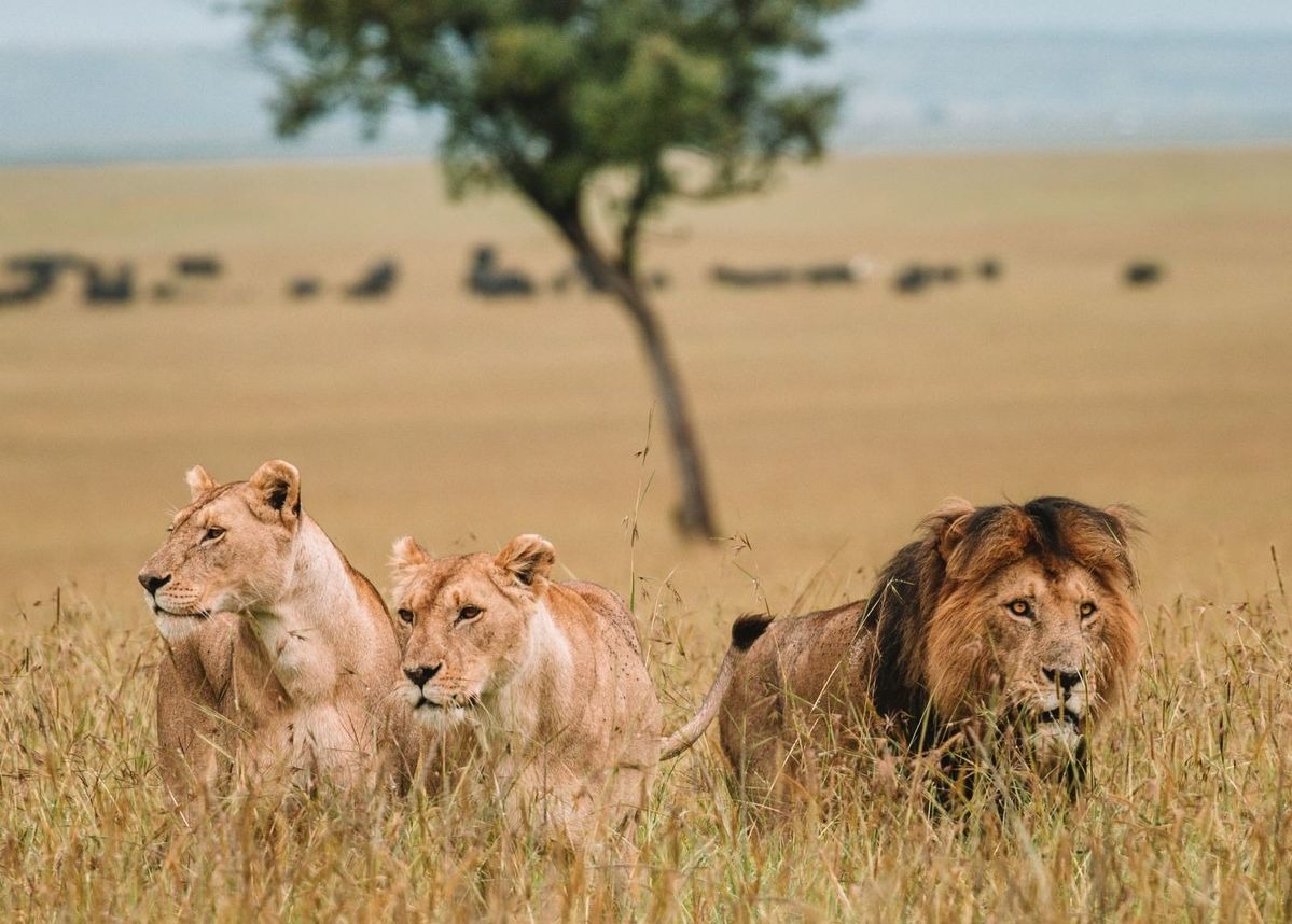 6-Day Masai Mara and Samburu Wildlife Combo Safari