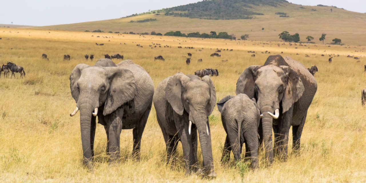 7-Day Aberdare, Samburu and Masai Mara Luxury Safari