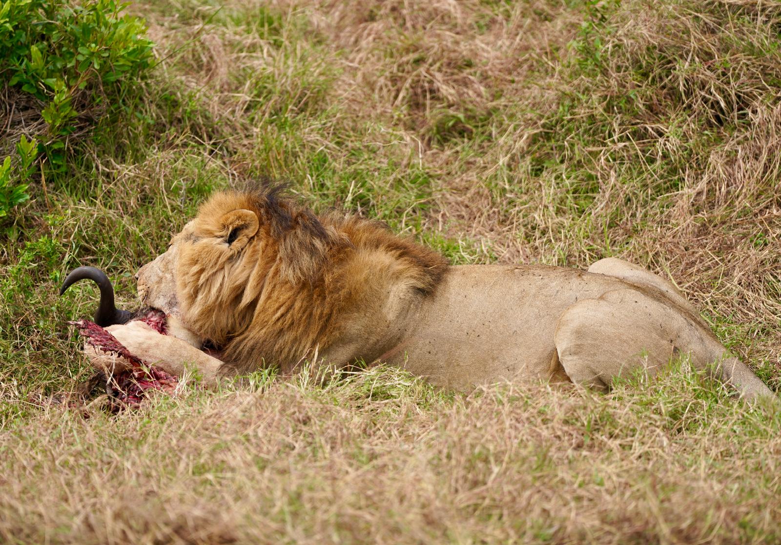 7-Day Samburu and Masai Mara Wildlife Safari