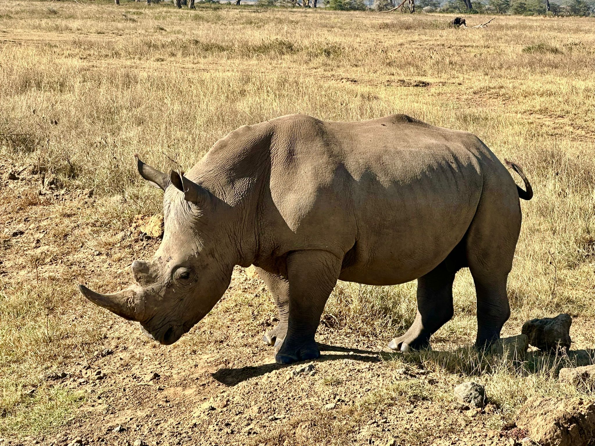 8-Day Samburu, Rhinos and Masai Mara Luxury Safari