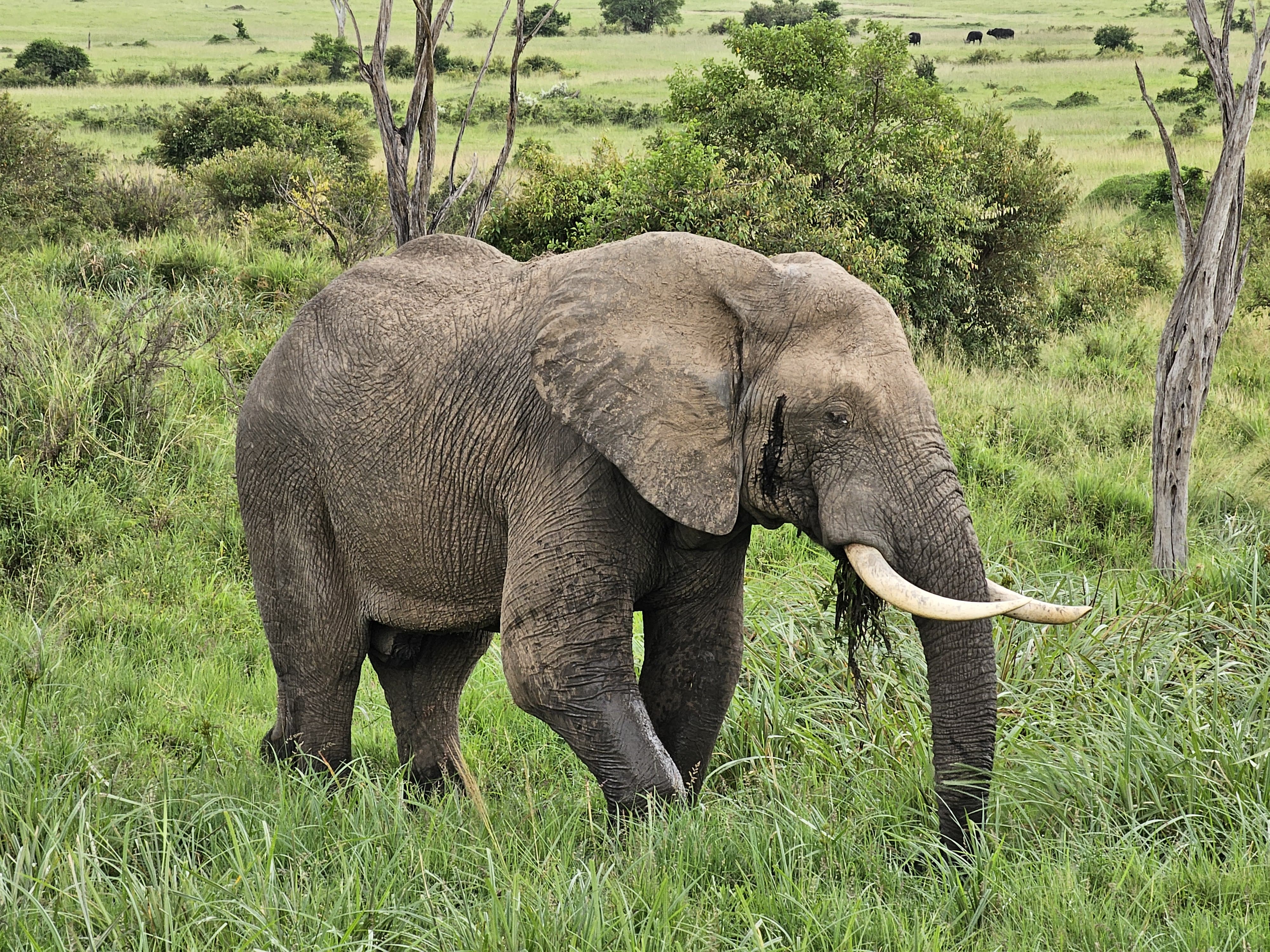 9-Day Northern Kenya &amp; Masai Mara Grand Safari