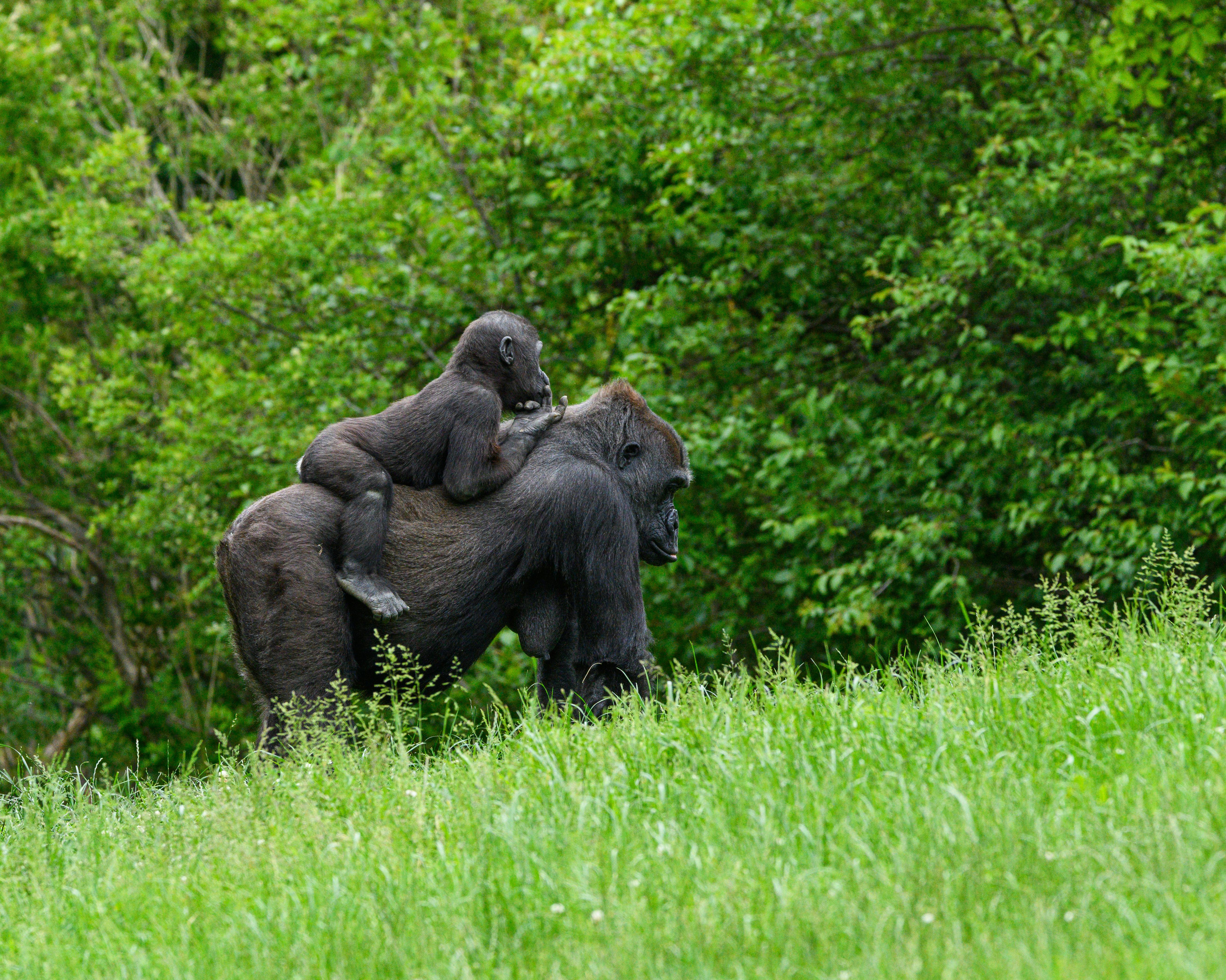 8 Day Uganda Group Safari 2026