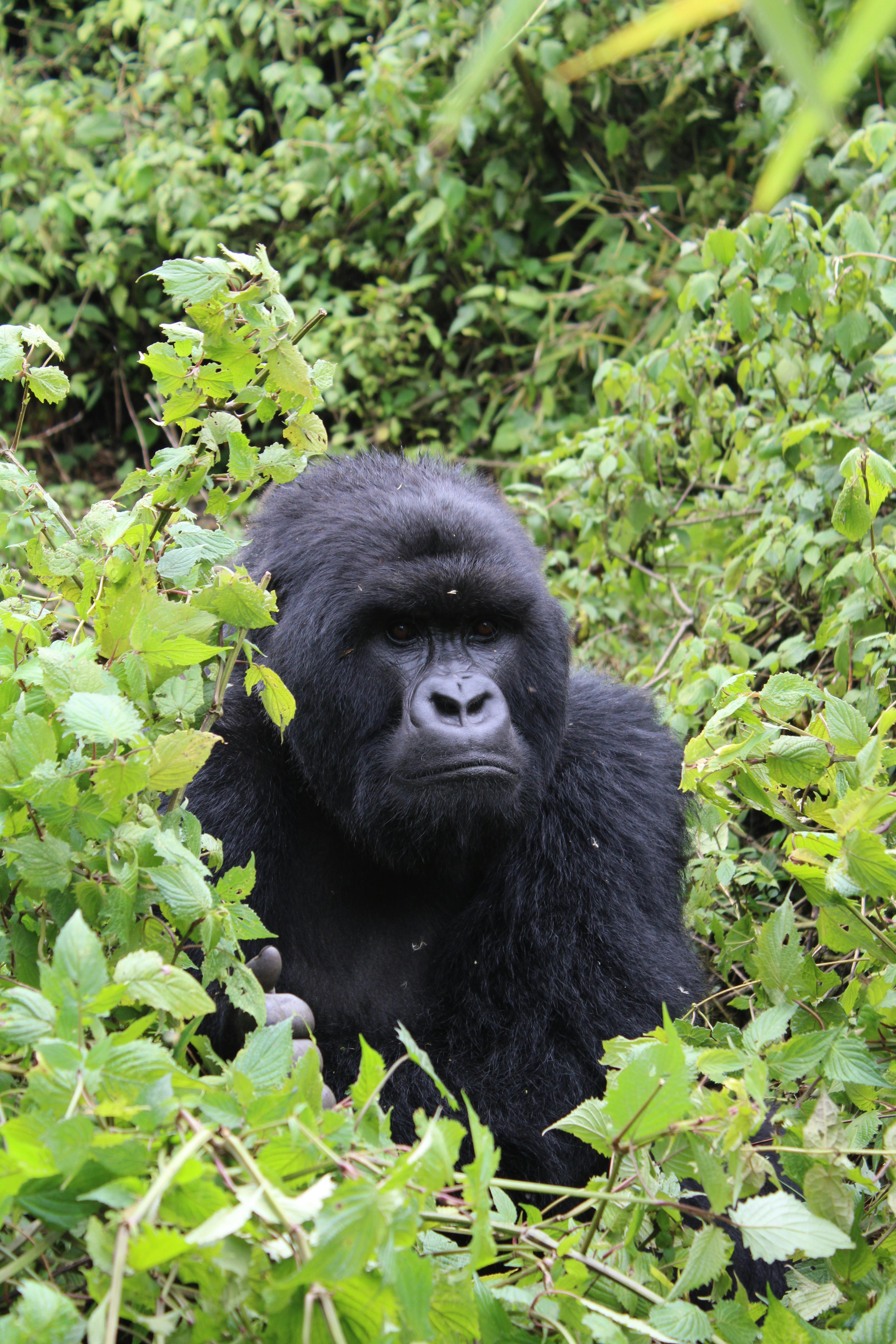 4 DAYS /3 NIGHT RWANDA &amp;;UGANDA GORILLA  TREKKING
