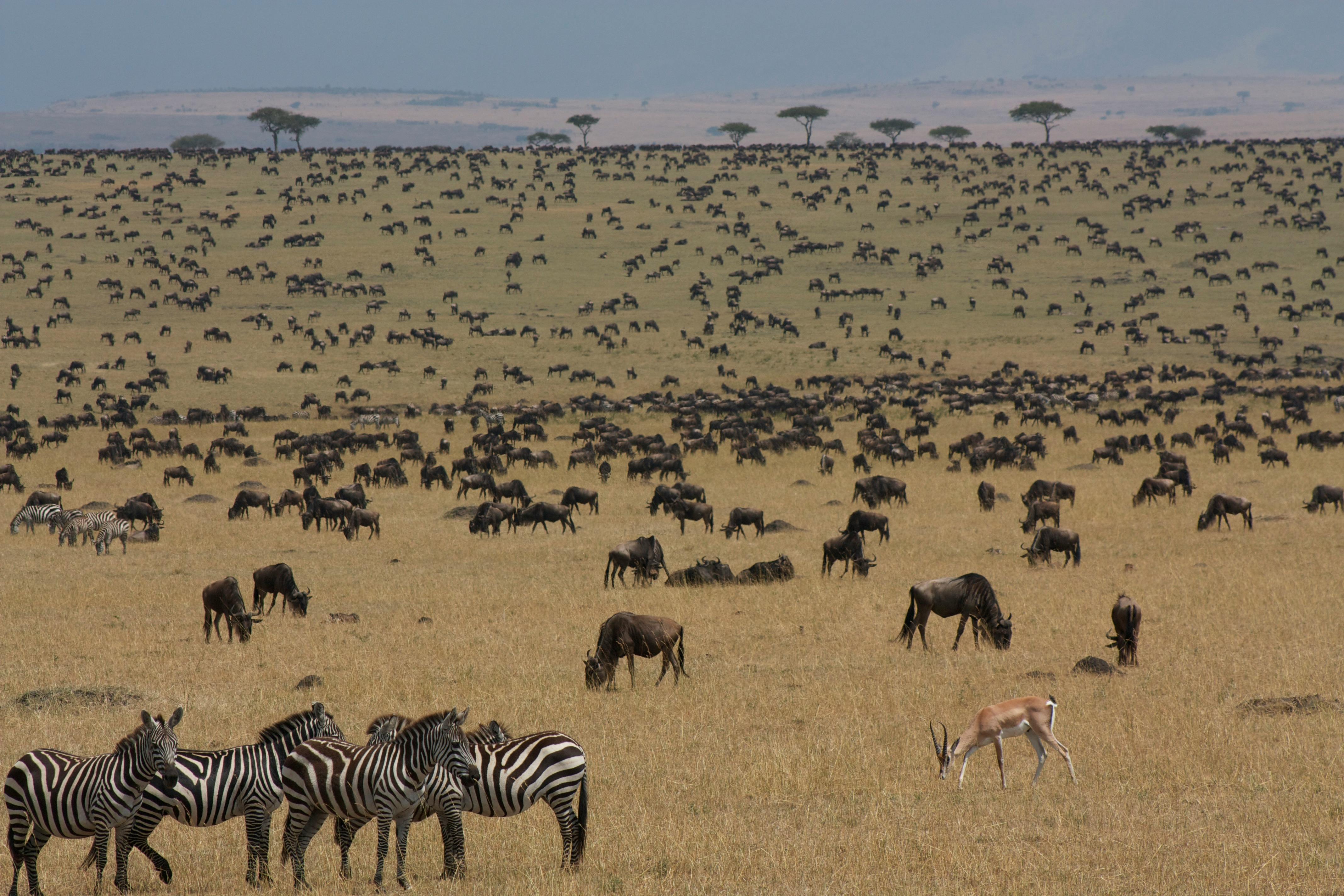 3 Days / 2 Nights Ultra-Luxury Masai Mara Escape
