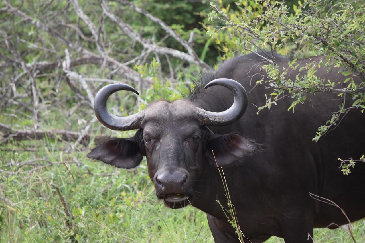 Cape buffalo herd in Masai Mara National Reserve Kenya