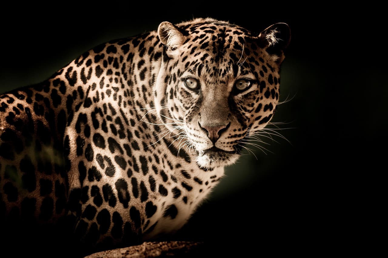 Leopard resting in an acacia tree in Masai Mara National Reserve Kenya