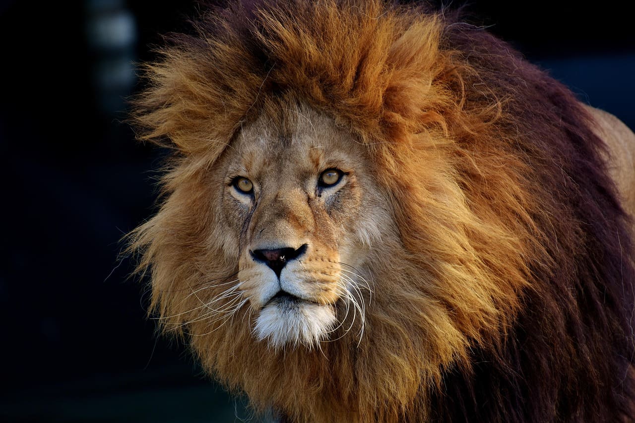 African lion resting on the savannah in Masai Mara National Reserve Kenya