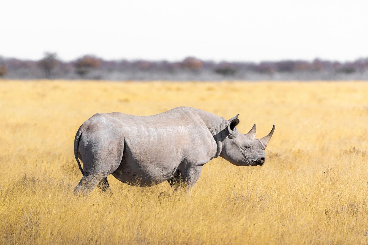 White rhinoceros grazing in Lake Nakuru National Park Kenya
