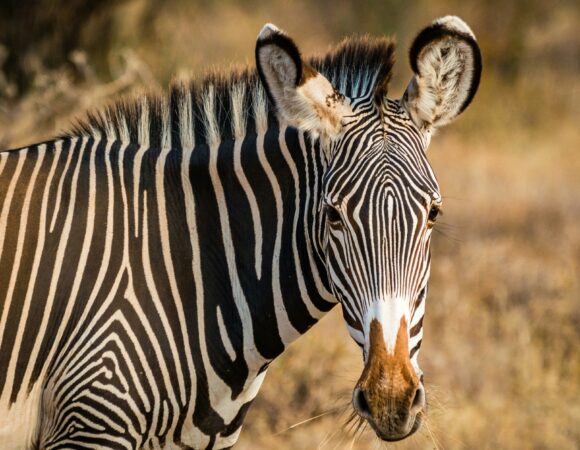 3 Days Magical Northern Kenya Samburu National Reserve Safari