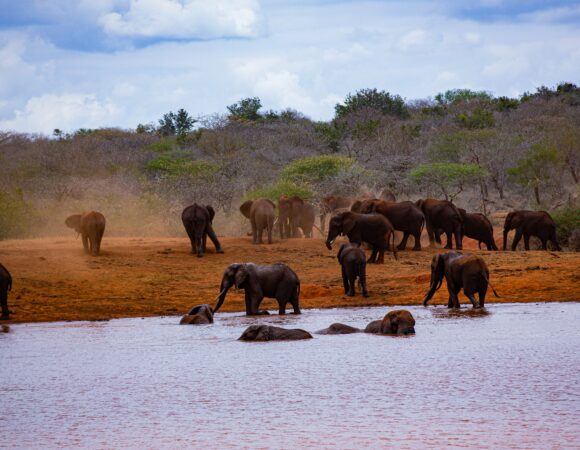 3 day Tsavo, Taita hills, Ziwani Coastal Tour