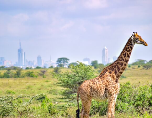 Nairobi Day Excursion