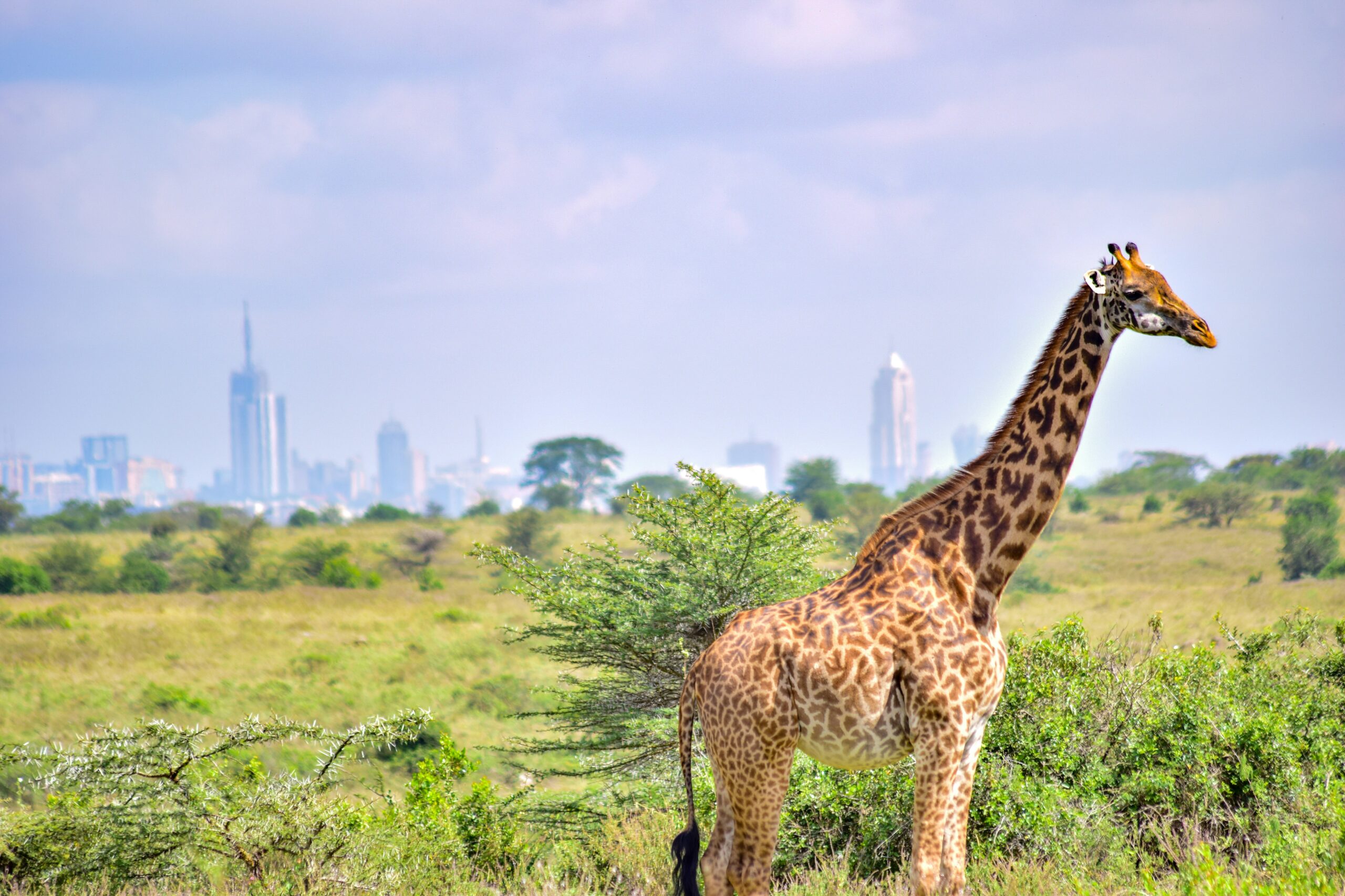 Nairobi Day Excursion