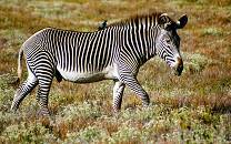 11 Days 10 Nights Luxury Kenya Safari & Beach Experience