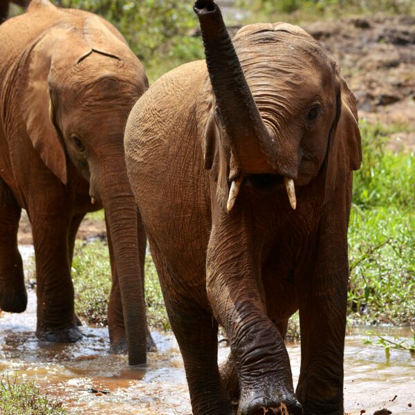 David Sheldrick Wildlife Trust Experience